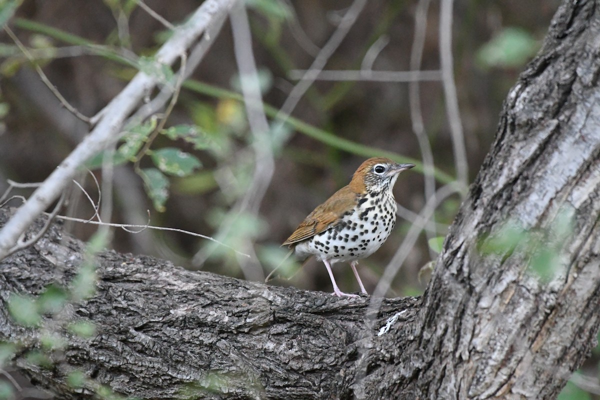 Wood Thrush - ML492635501