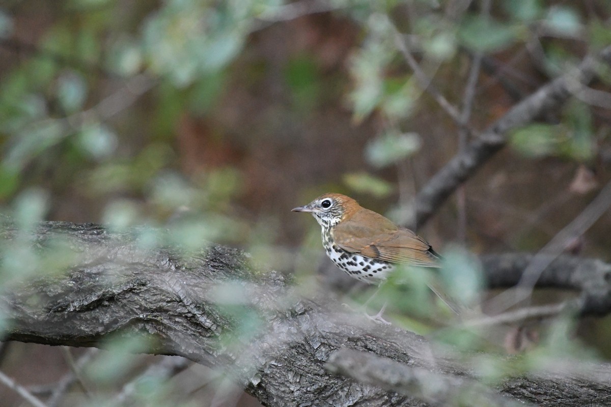 Wood Thrush - Angelica Becker