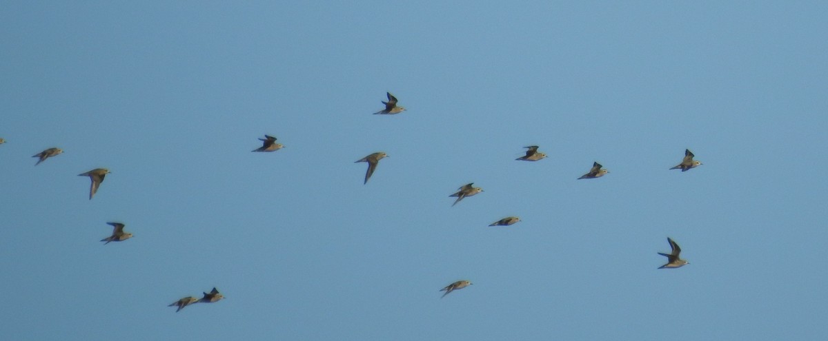 American Golden-Plover - ML492635931