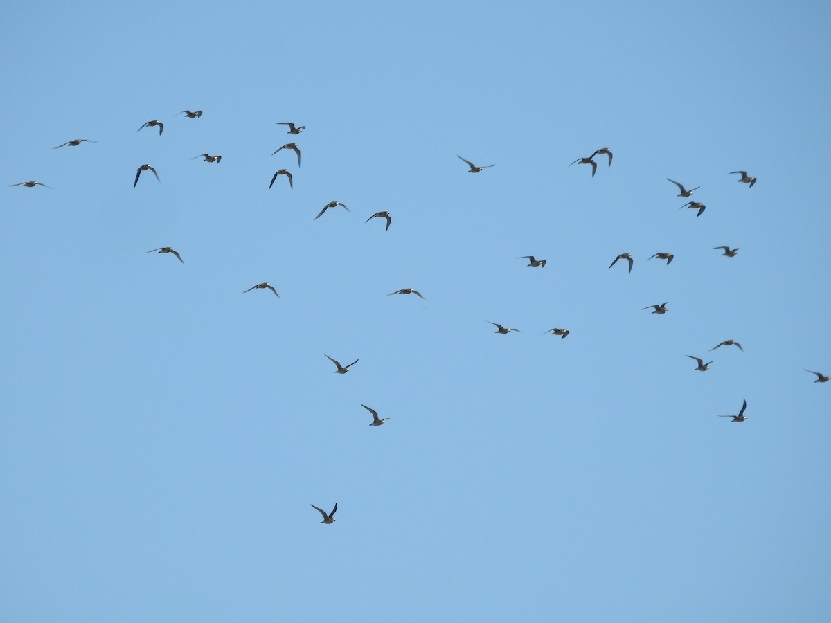 American Golden-Plover - ML492635951