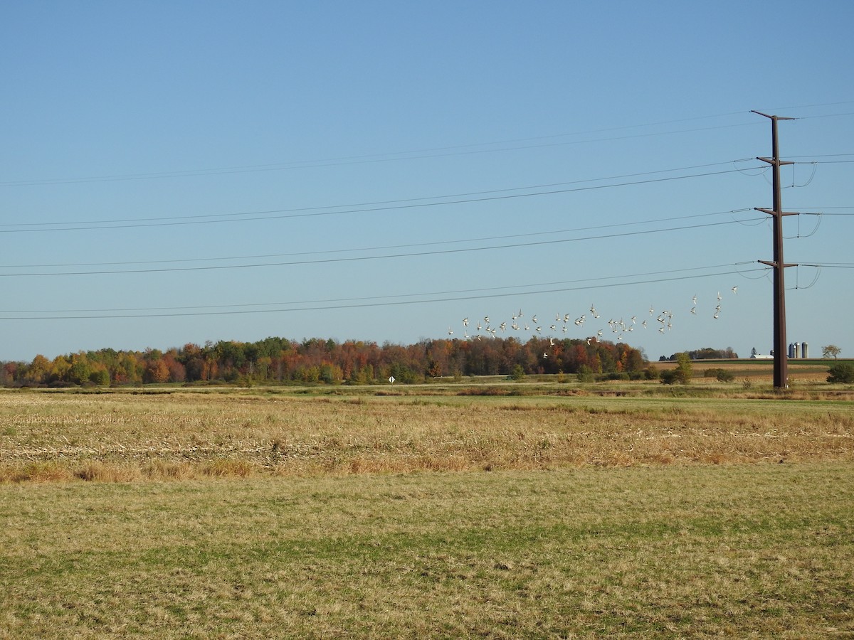 American Golden-Plover - ML492635961