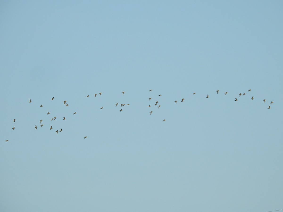 American Golden-Plover - ML492635971