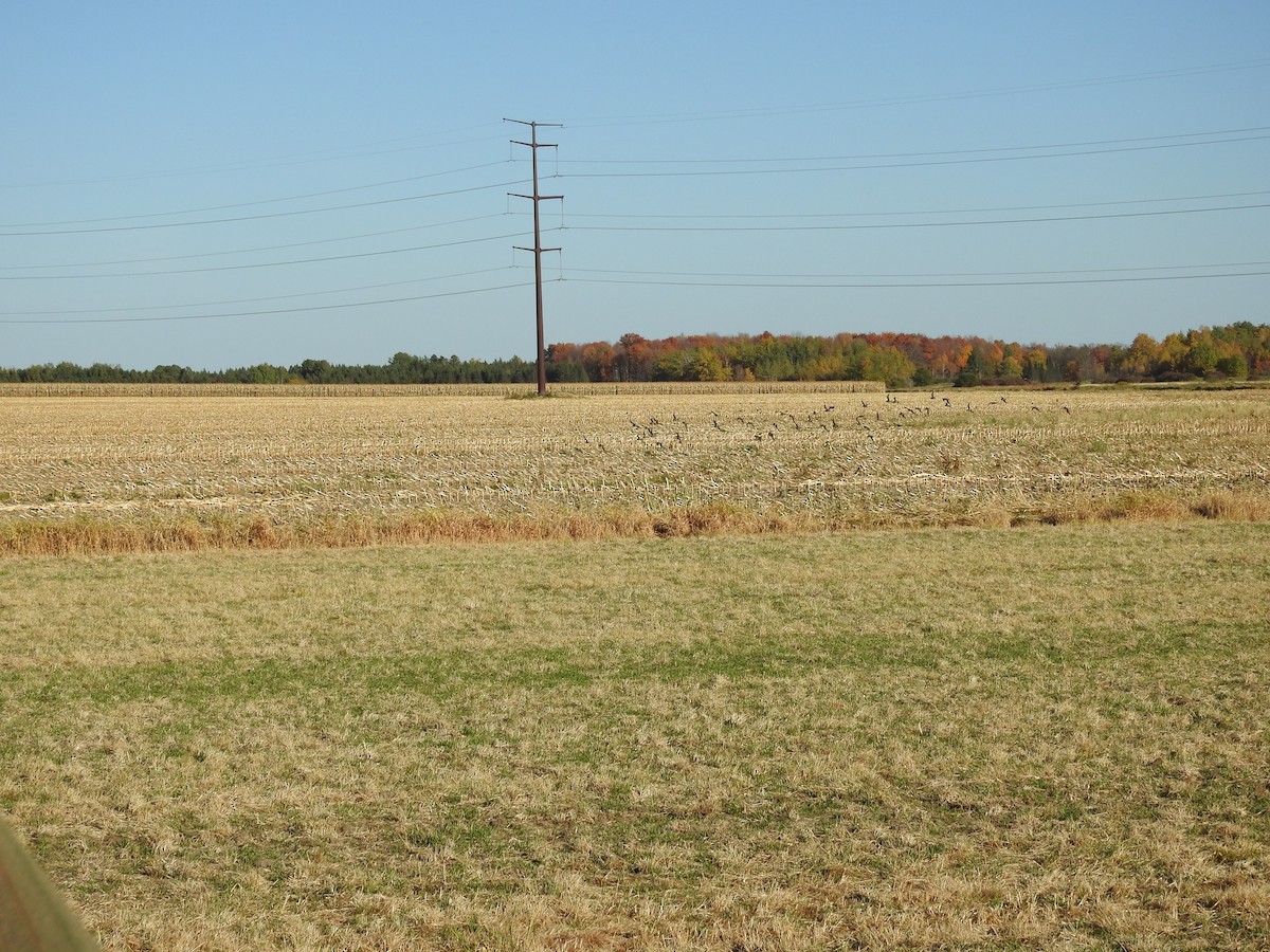 American Golden-Plover - ML492635981