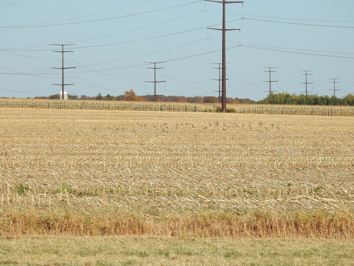 American Golden-Plover - ML492635991