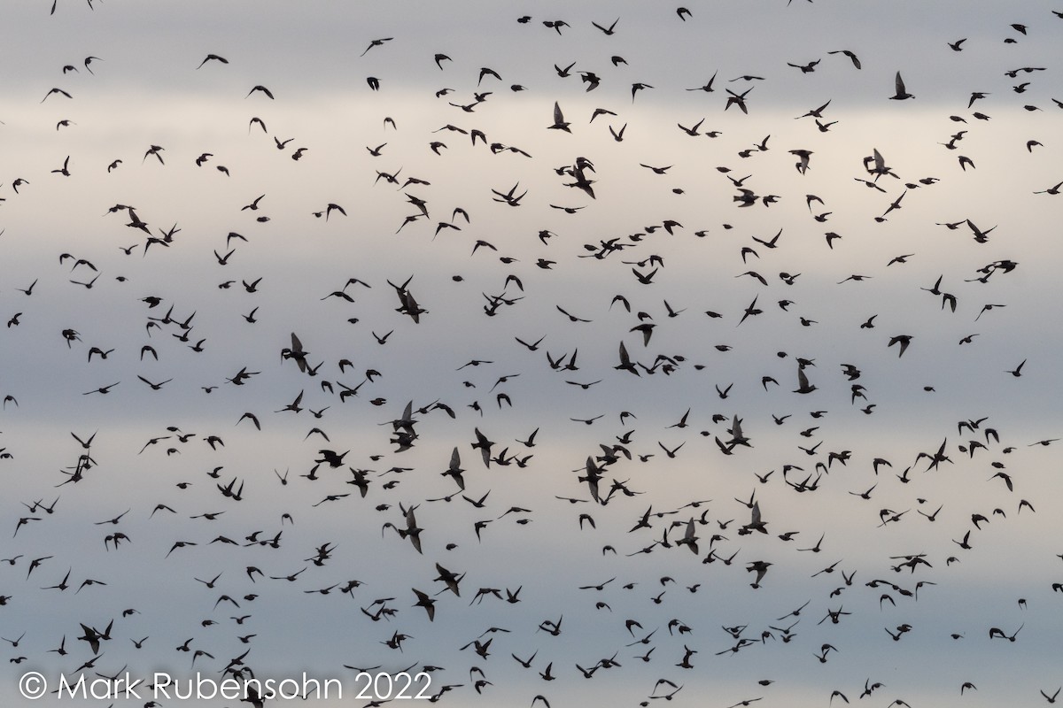 European Starling - ML492636991