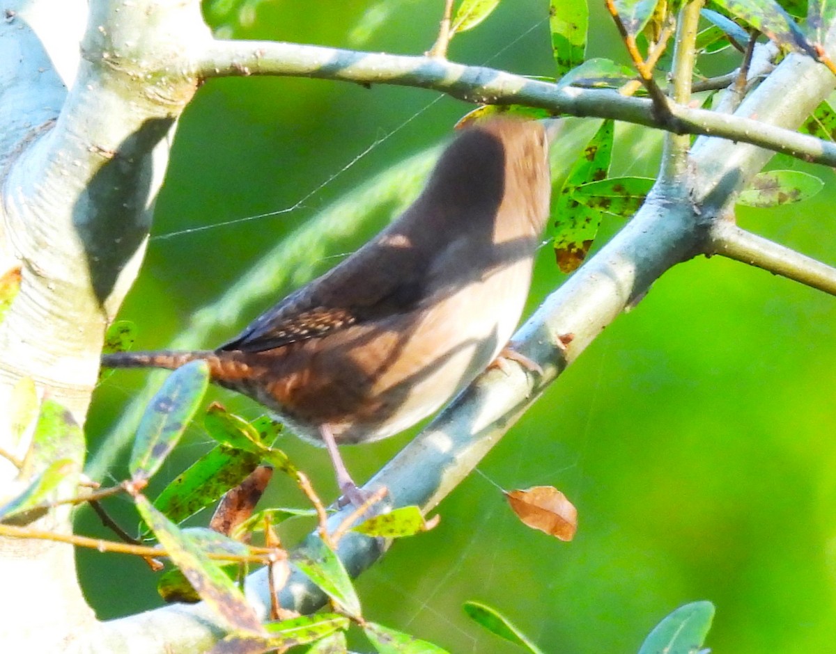 House Wren - ML492638471