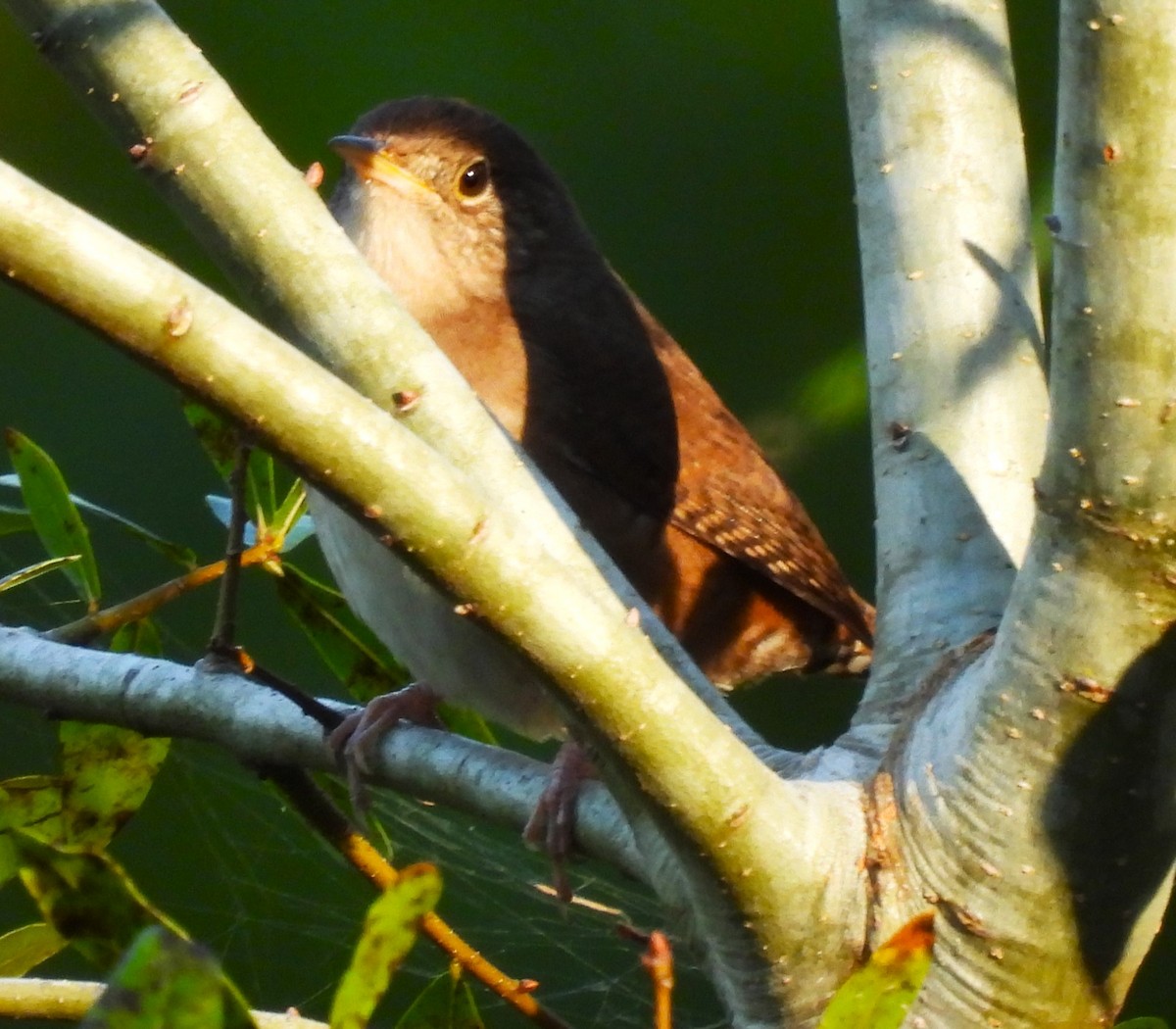 House Wren - ML492638501