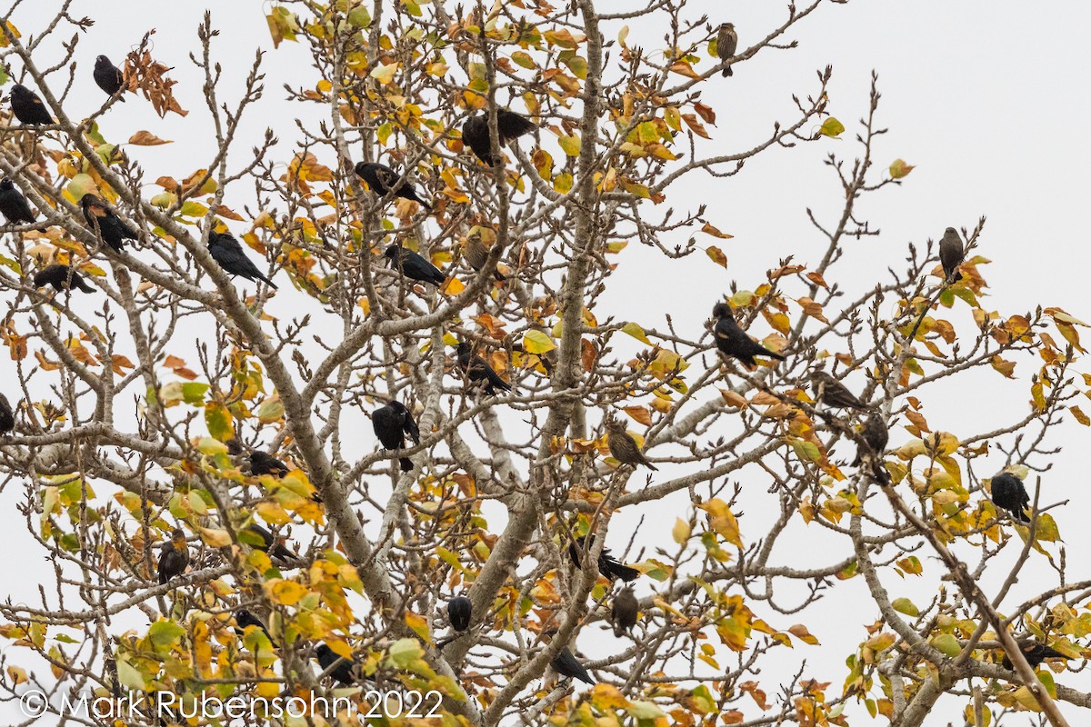 Red-winged Blackbird - ML492638771