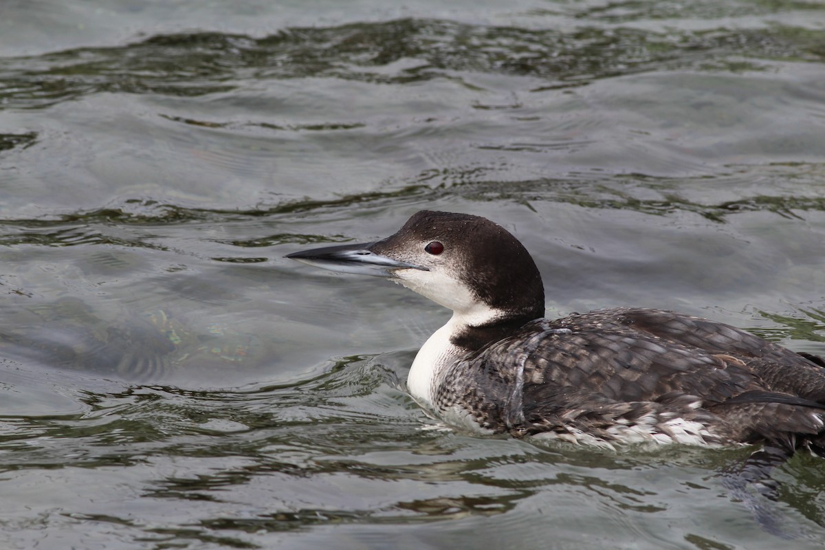 Common Loon - ML49263881