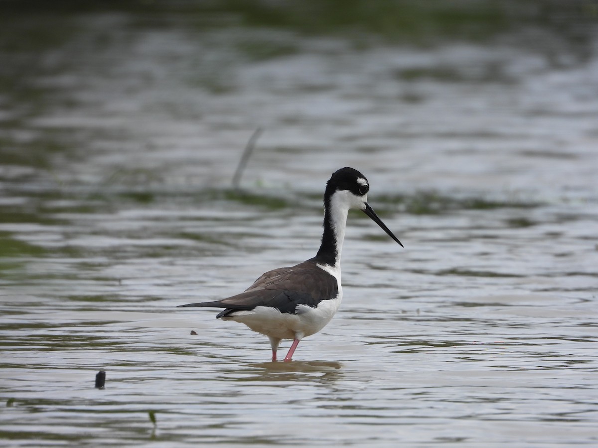 Black-necked Stilt - ML492640941