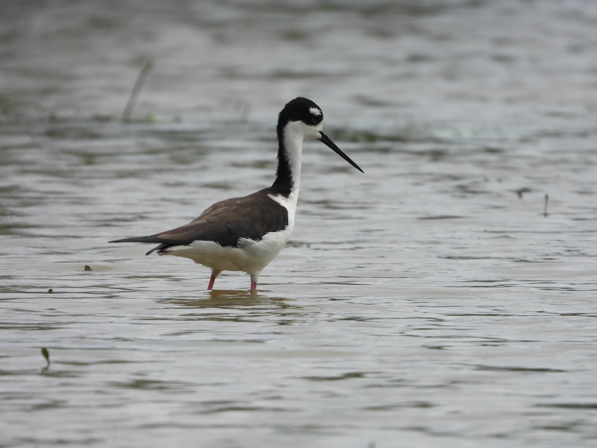 Black-necked Stilt - ML492640951