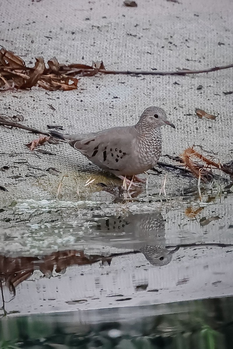 Common Ground Dove - ML492640981