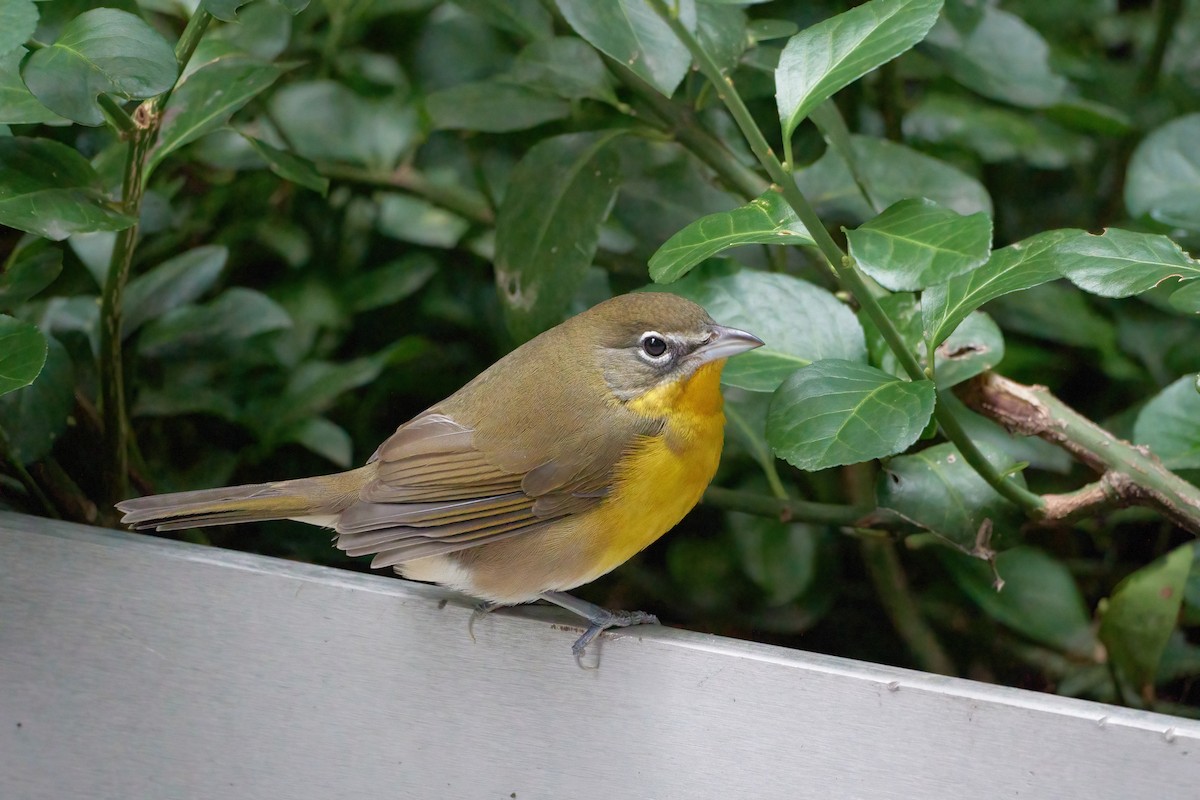 Yellow-breasted Chat - Ant Tab