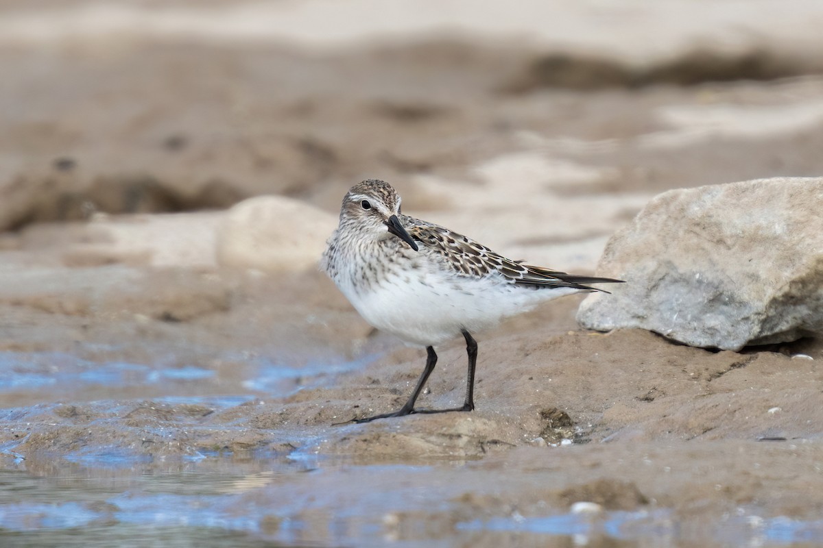 White-rumped Sandpiper - Old Bird