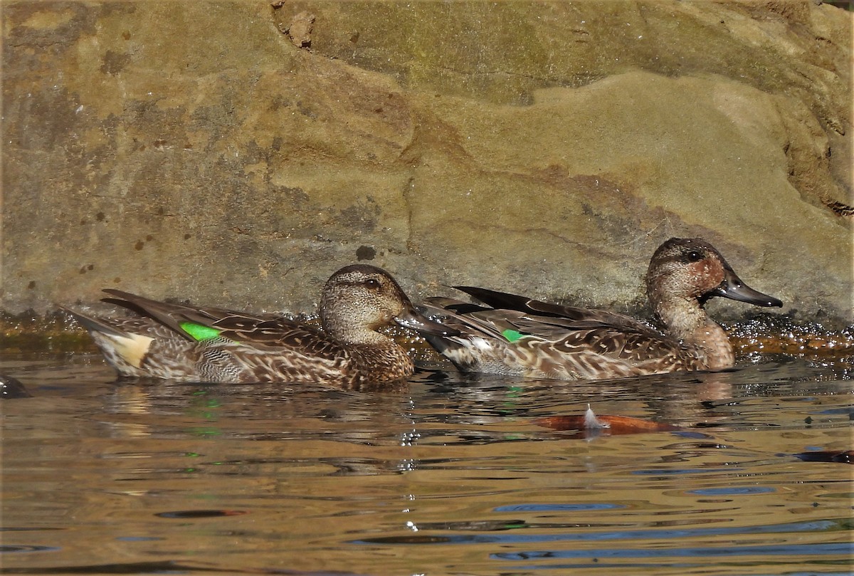 Green-winged Teal - Corvus 𓄿