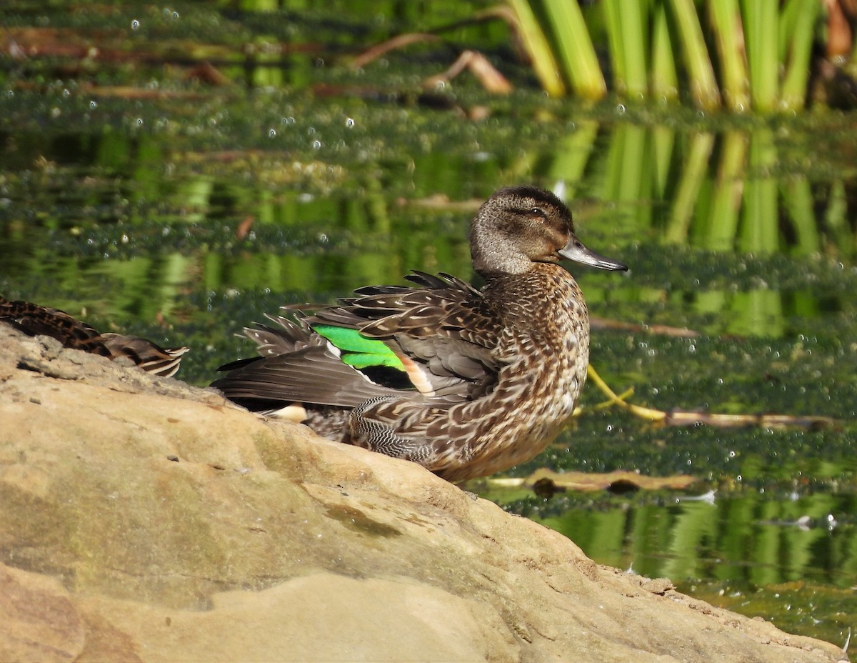 Green-winged Teal - Corvus 𓄿