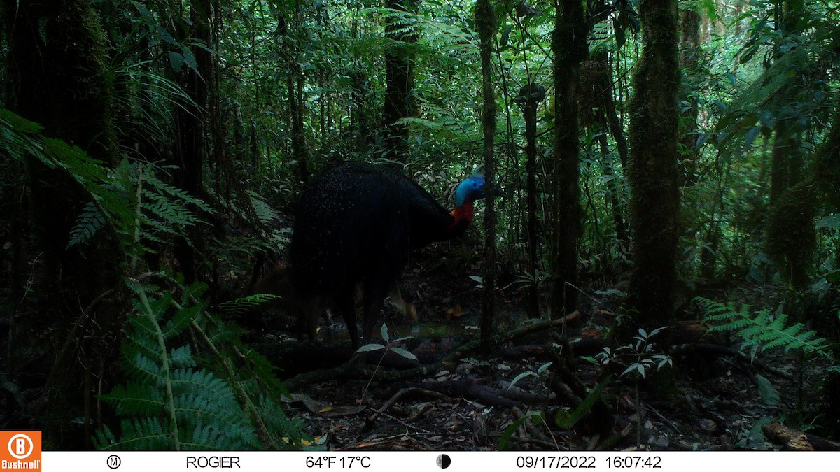 Northern Cassowary - ML492644311