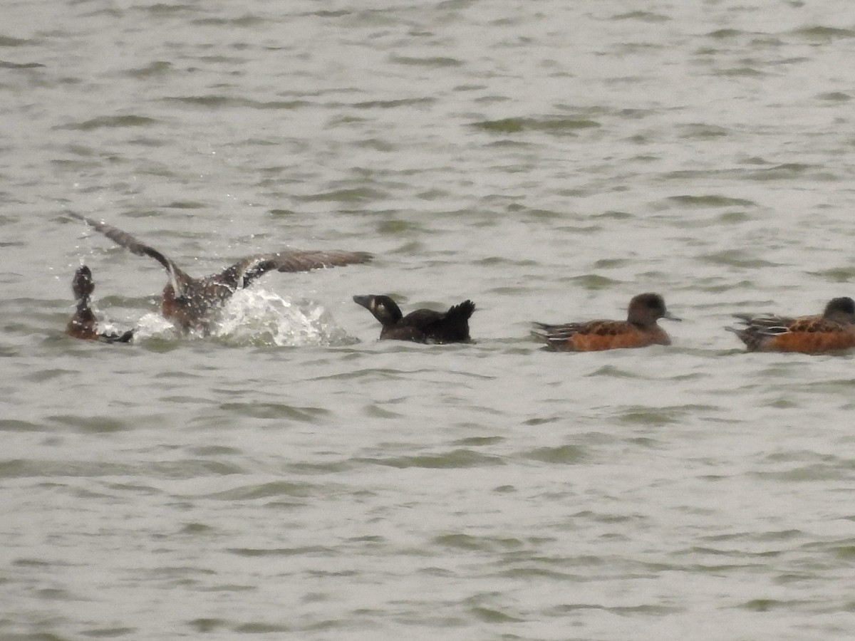 Surf Scoter - ML492645231