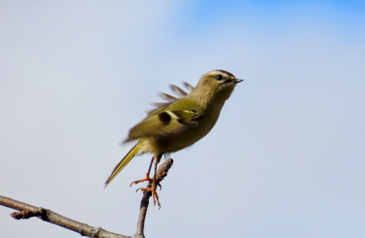 Golden-crowned Kinglet - ML492645881