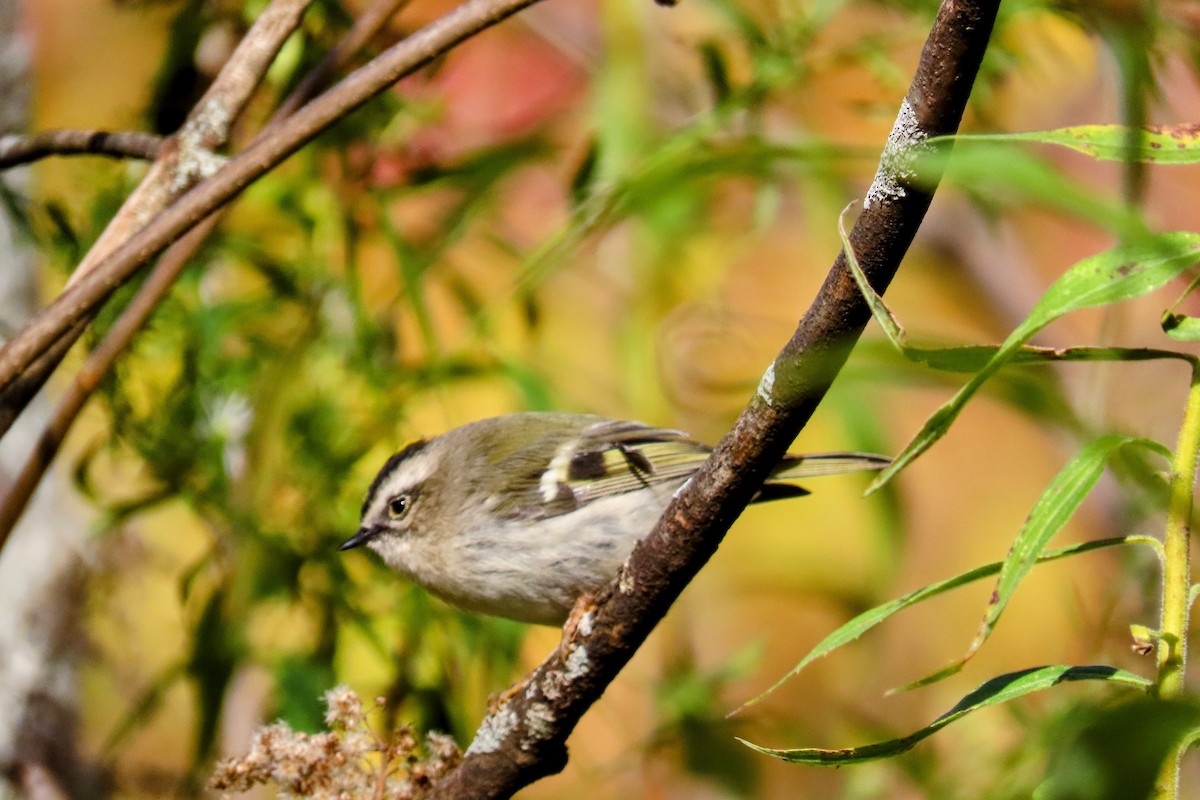 Golden-crowned Kinglet - ML492645891