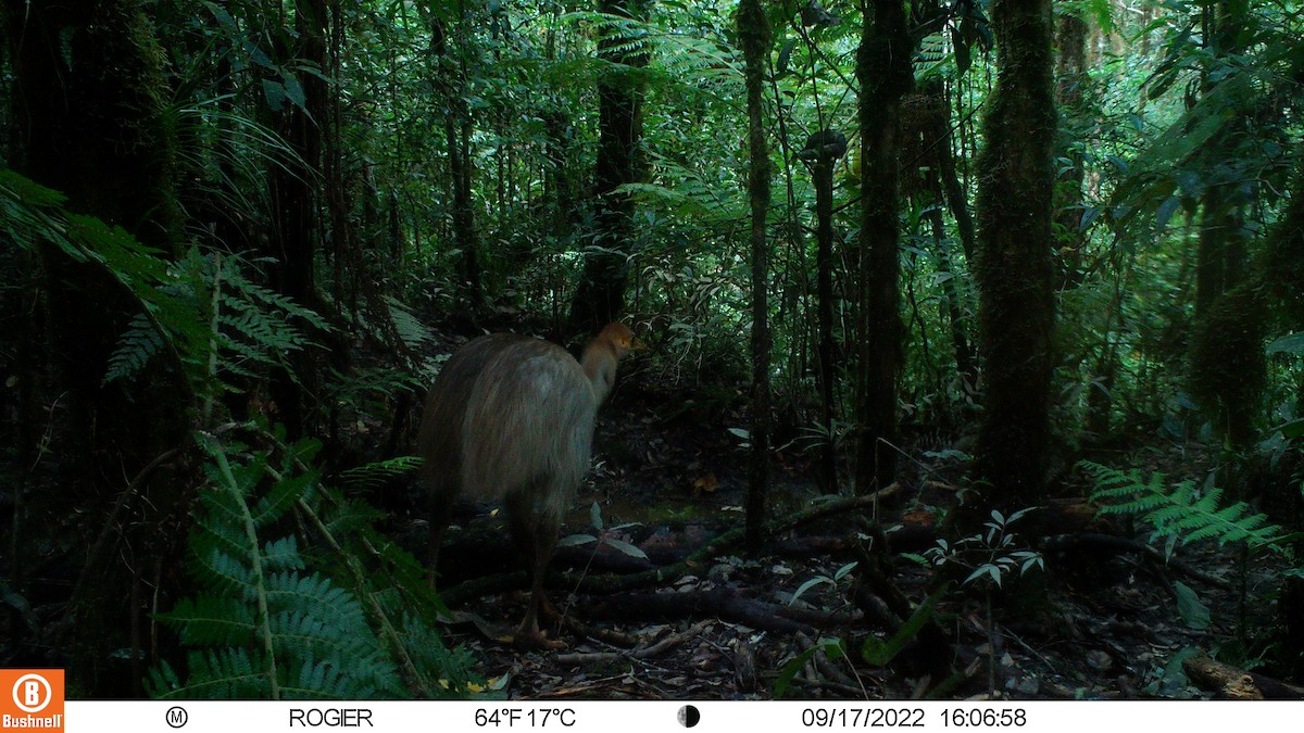 Northern Cassowary - ML492647011