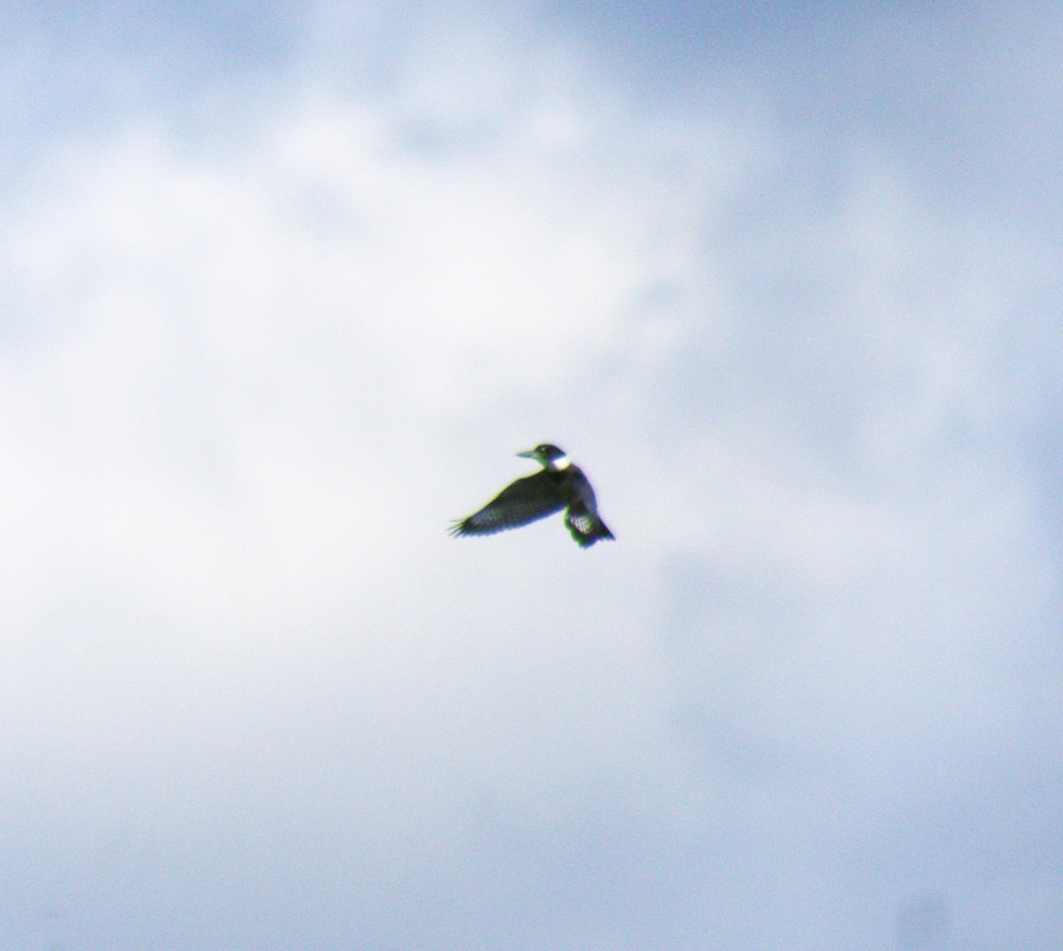 Belted Kingfisher - Don Carney