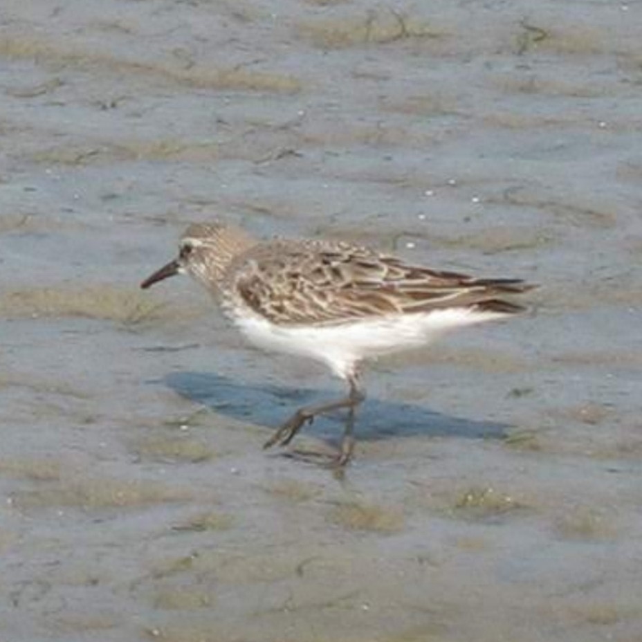 White-rumped Sandpiper - ML492648301