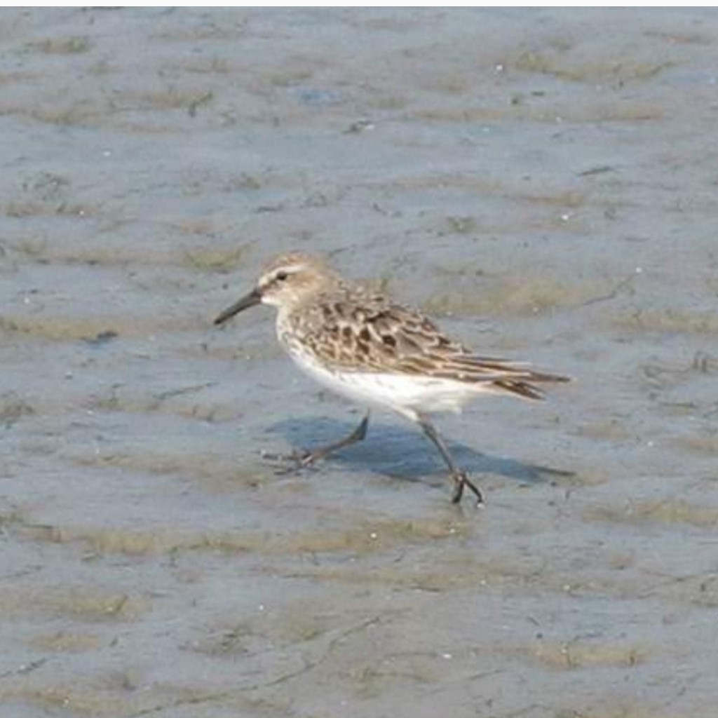 White-rumped Sandpiper - ML492648321