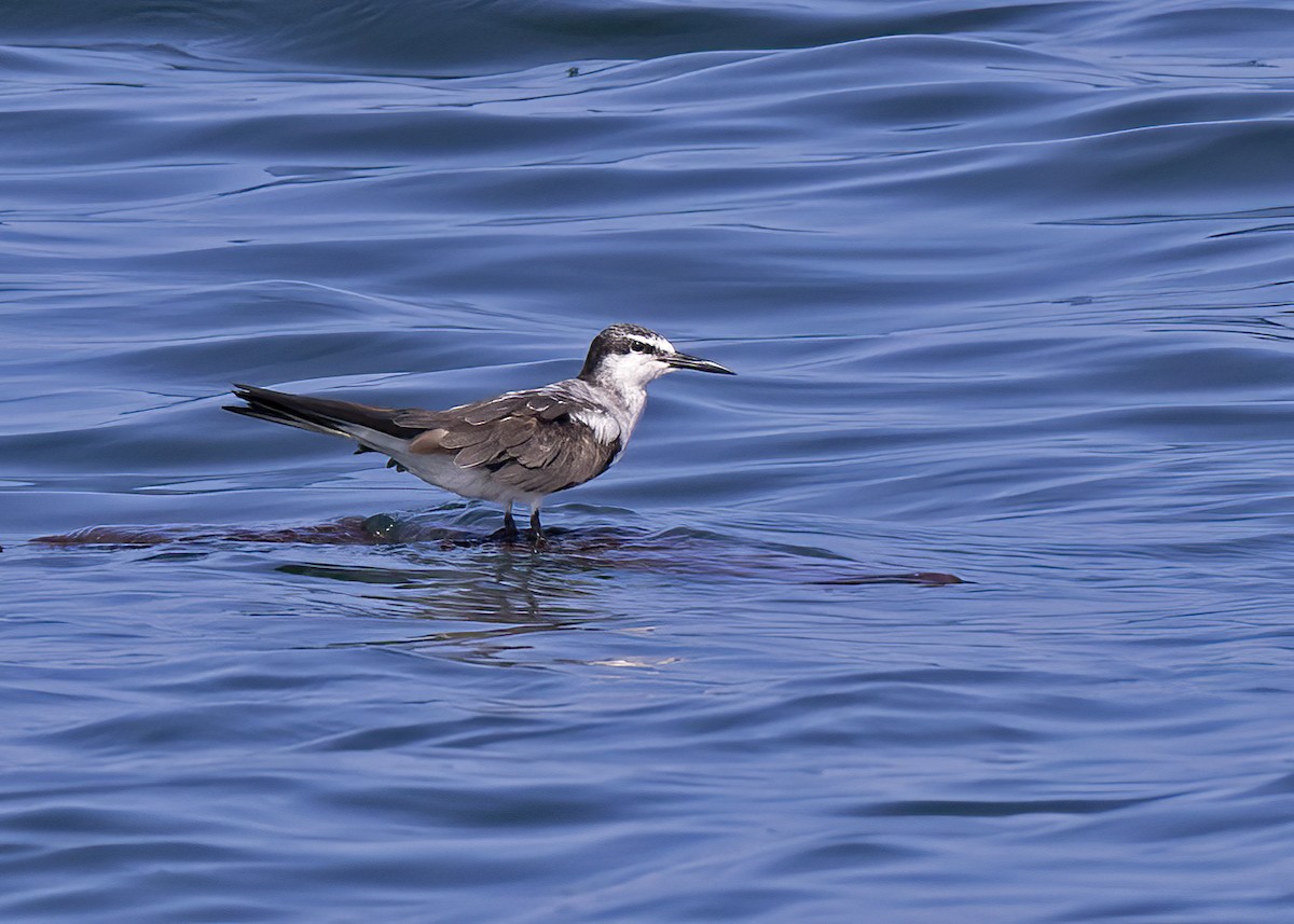 Bridled Tern - ML492648671