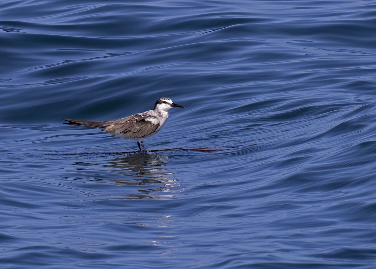 Bridled Tern - ML492648681