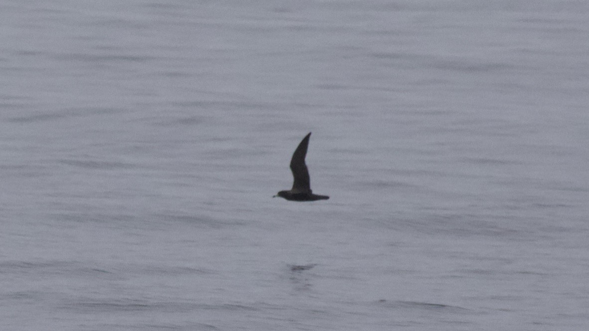Flesh-footed Shearwater - ML492648941
