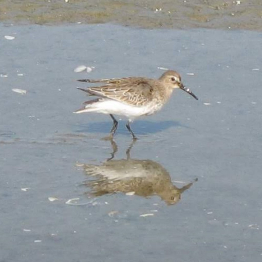 Dunlin - ML492649171
