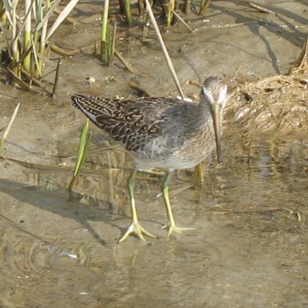 Short-billed Dowitcher - ML492649211