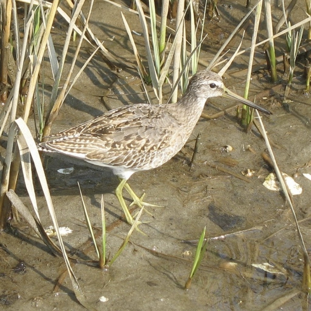 Short-billed Dowitcher - ML492649221