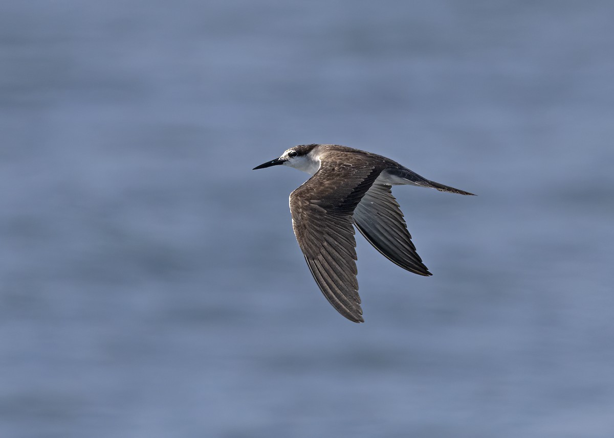 Bridled Tern - ML492649801