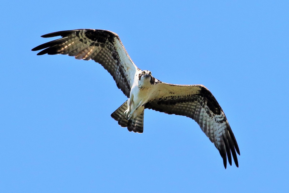 Osprey - Lew Johnson