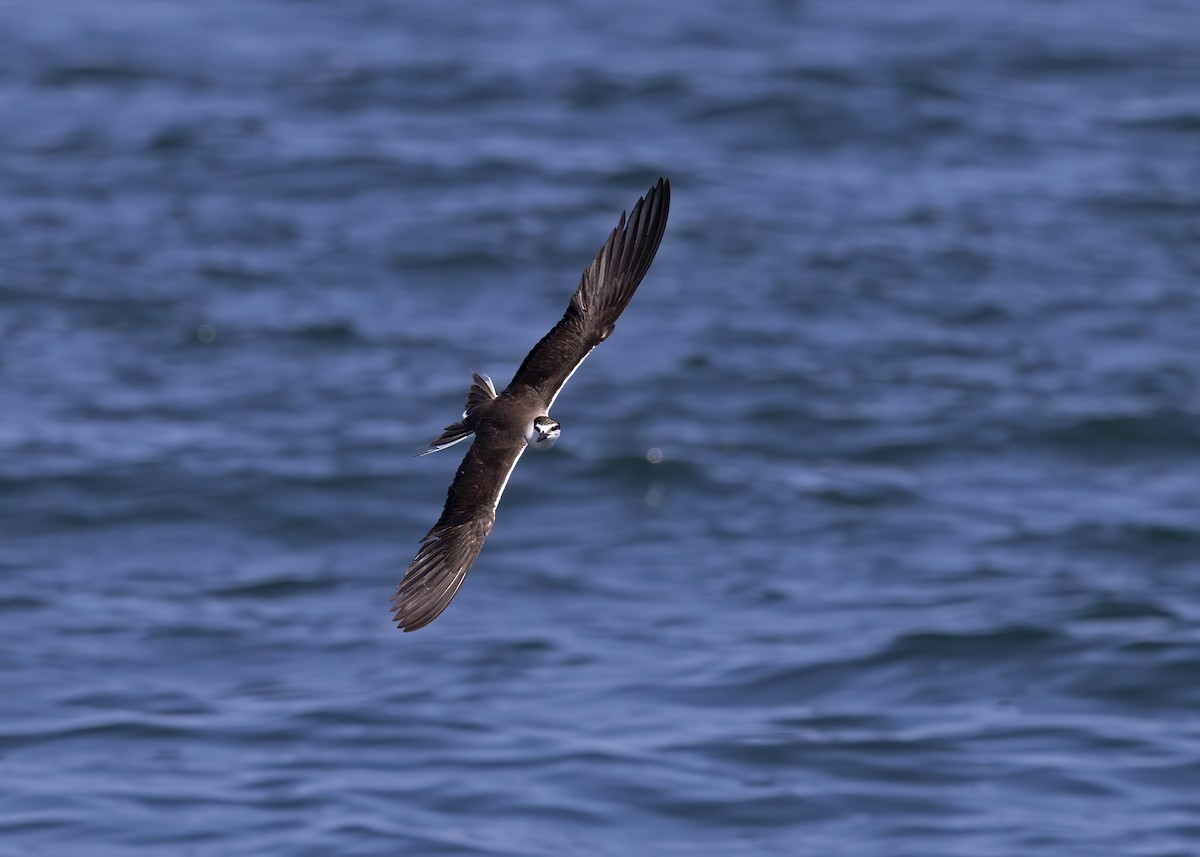 Bridled Tern - ML492650881