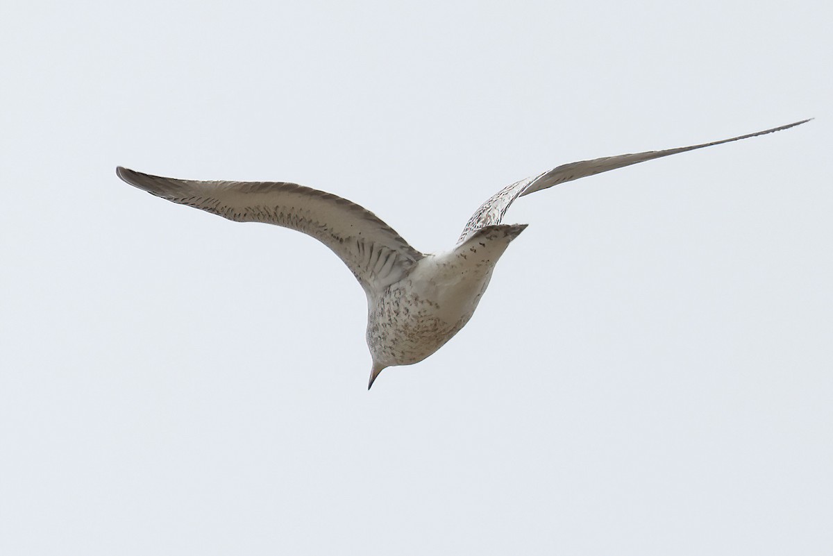 Ring-billed Gull - ML492651041