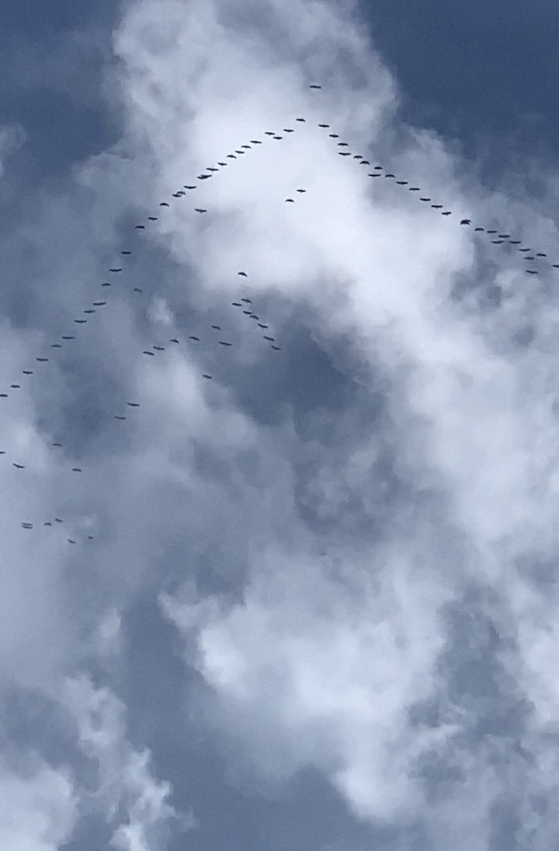 Ánsar Careto - ML492651341