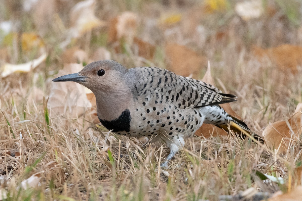 Northern Flicker - Peter North