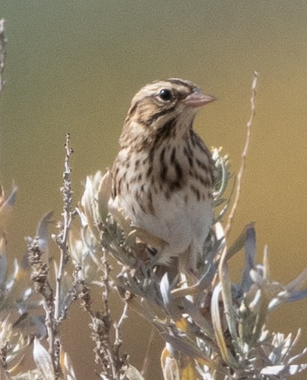 Savannah Sparrow - ML492651721