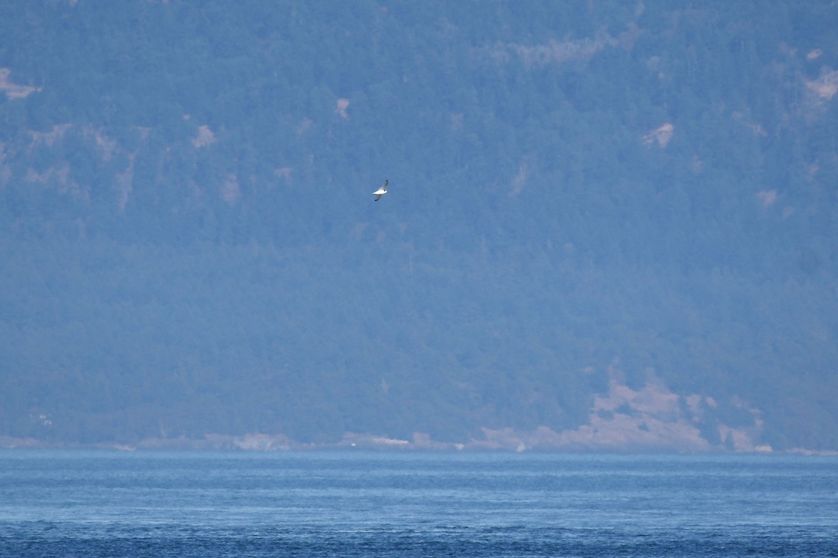 Mouette tridactyle - ML492652141