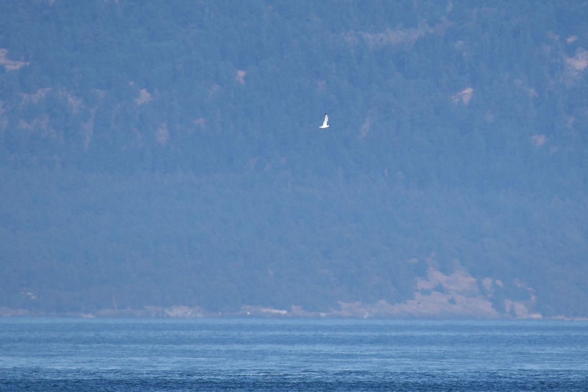 Mouette tridactyle - ML492652151