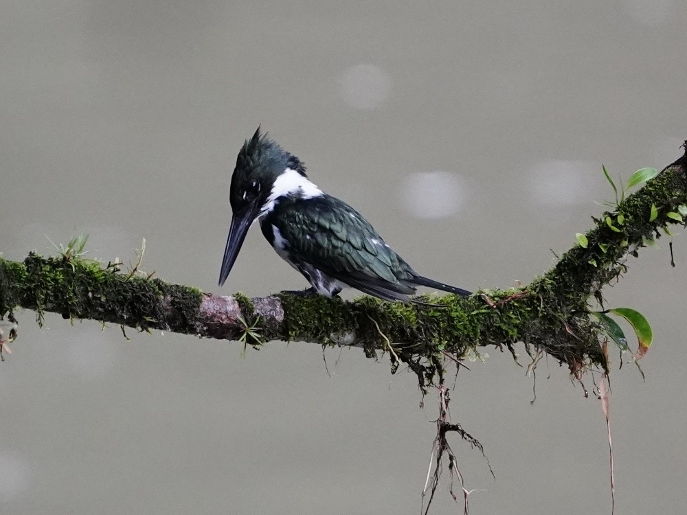 Martin-pêcheur d'Amazonie - ML492652571