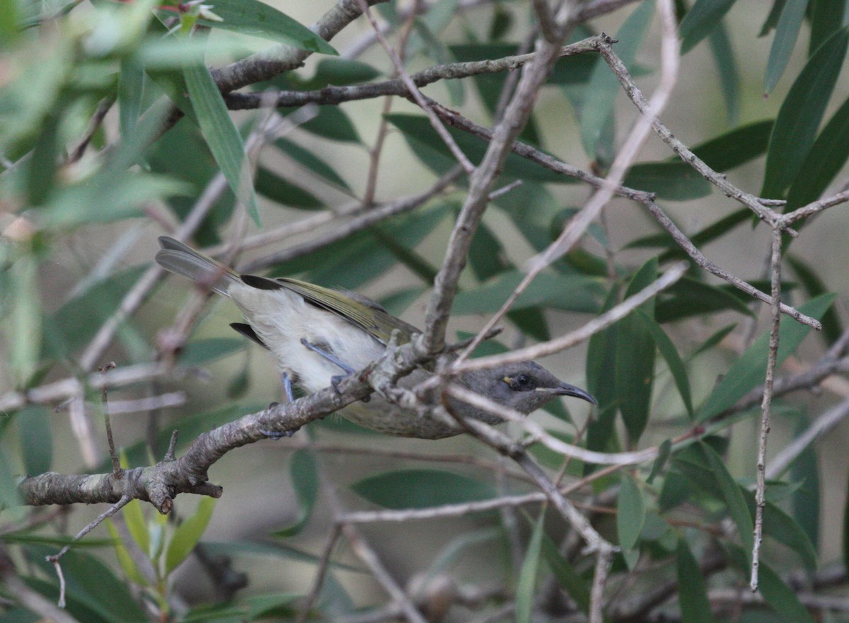 Brown Honeyeater - ML49265261