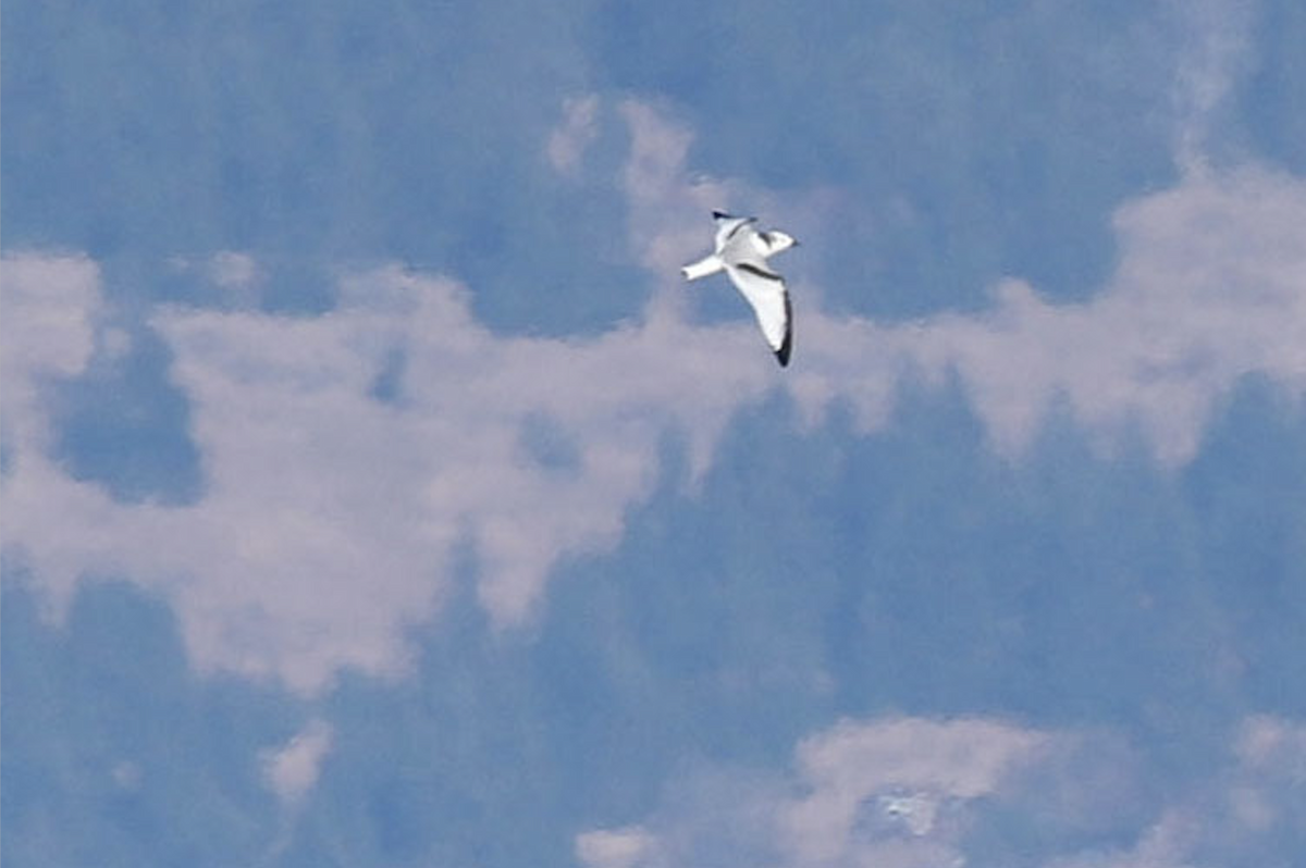 Mouette tridactyle - ML492652851