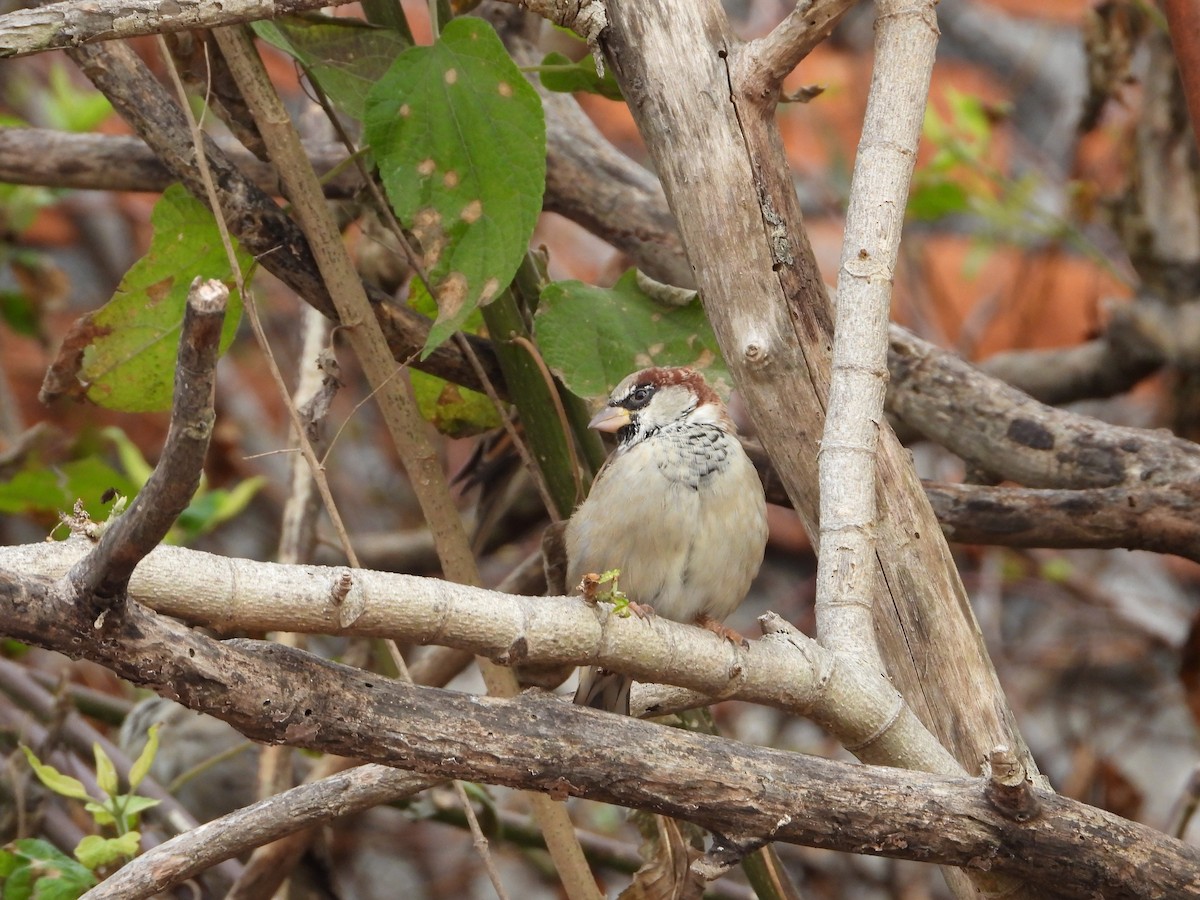 House Sparrow - ML492653041