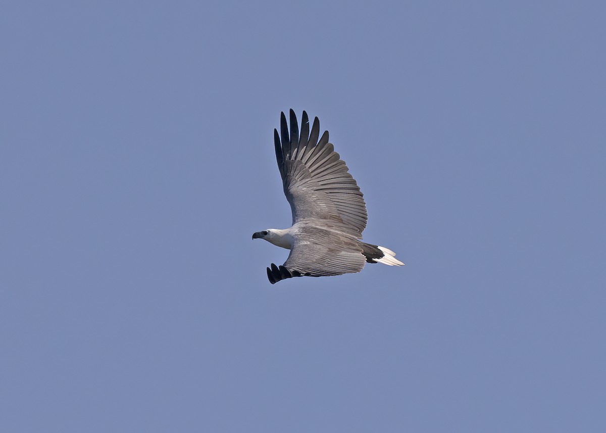 White-bellied Sea-Eagle - ML492653201