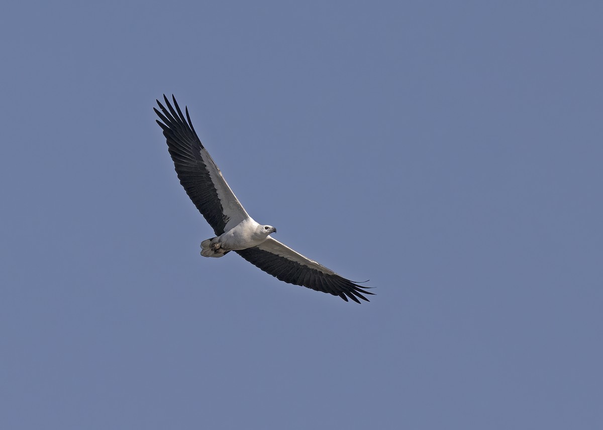 White-bellied Sea-Eagle - ML492653211