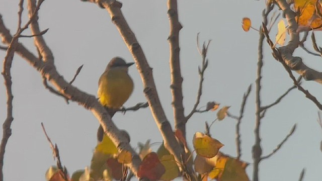 Tropical Kingbird - ML492653461